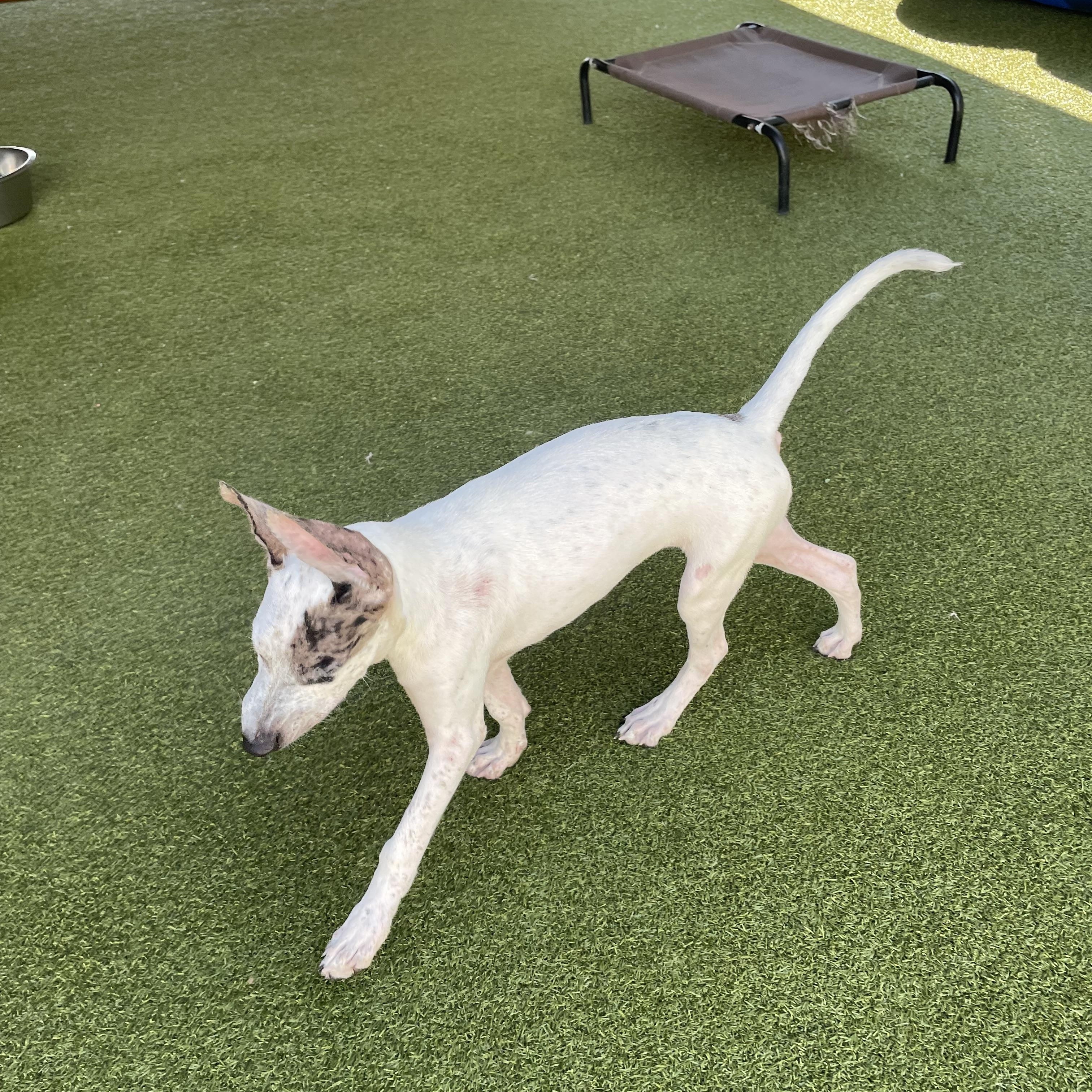 Fancy, a Adoptable mixed breed in Houston, TX image 6/6