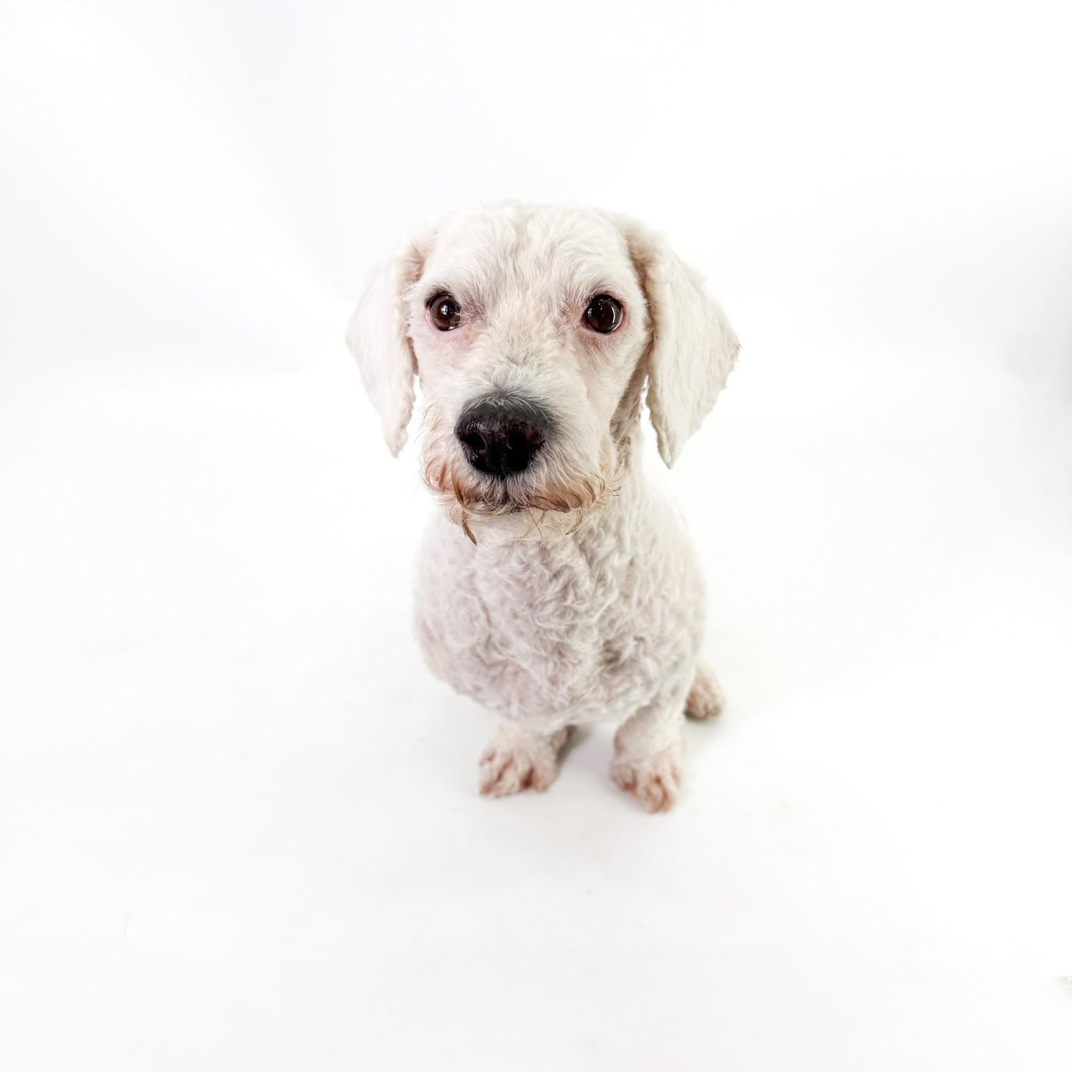 Enlarge Buddy, a Adoptable Poodle (Toy) in Scottsdale, AZ image 3/4