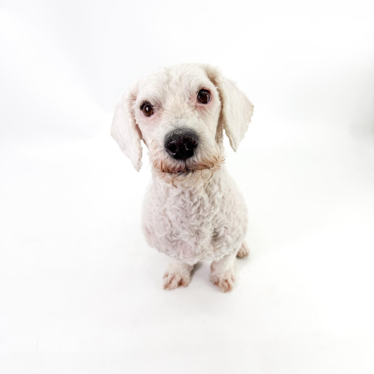 Buddy, Adoptable, Adult Male Poodle (Toy).