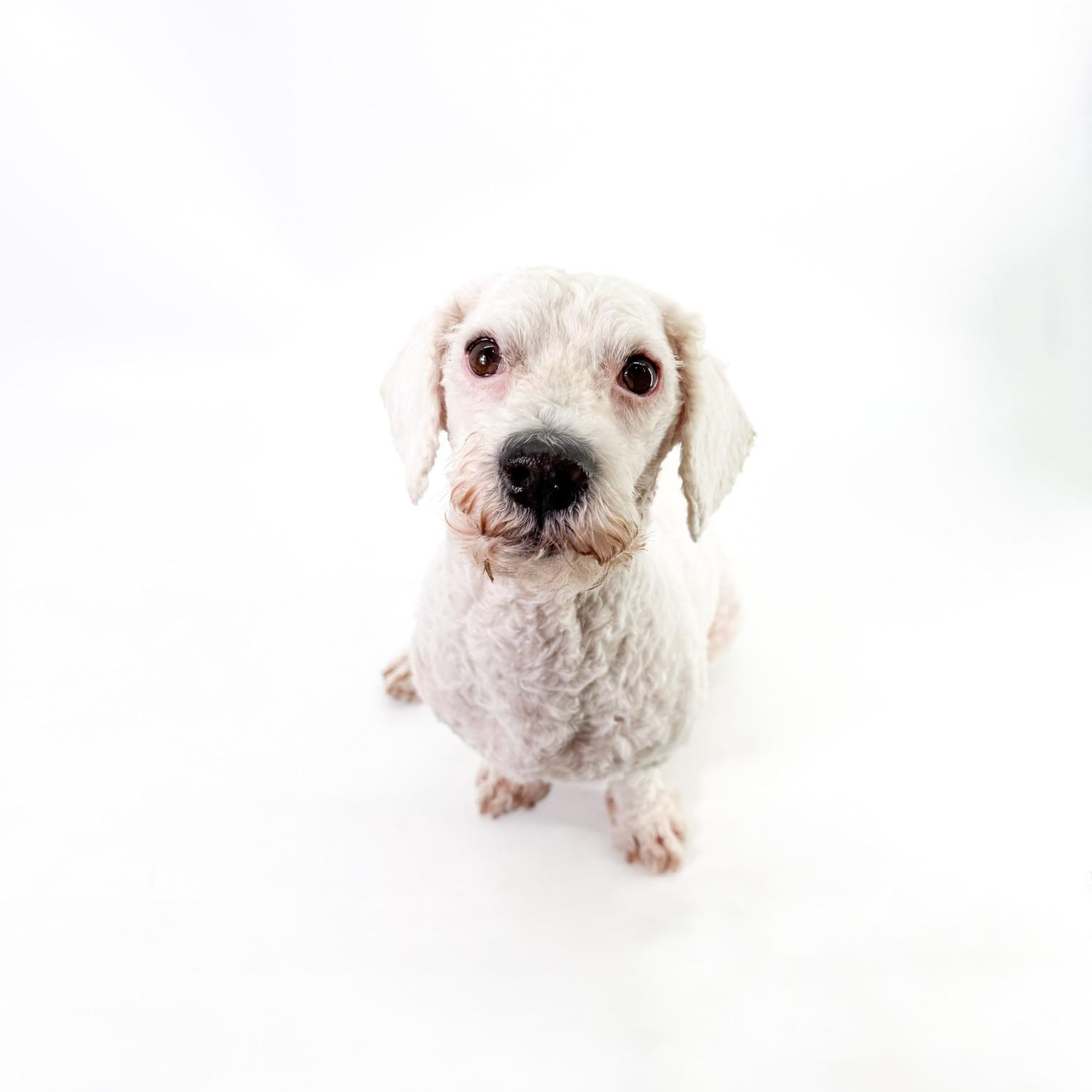 Enlarge Buddy, a Adoptable Poodle (Toy) in Scottsdale, AZ image 2/4