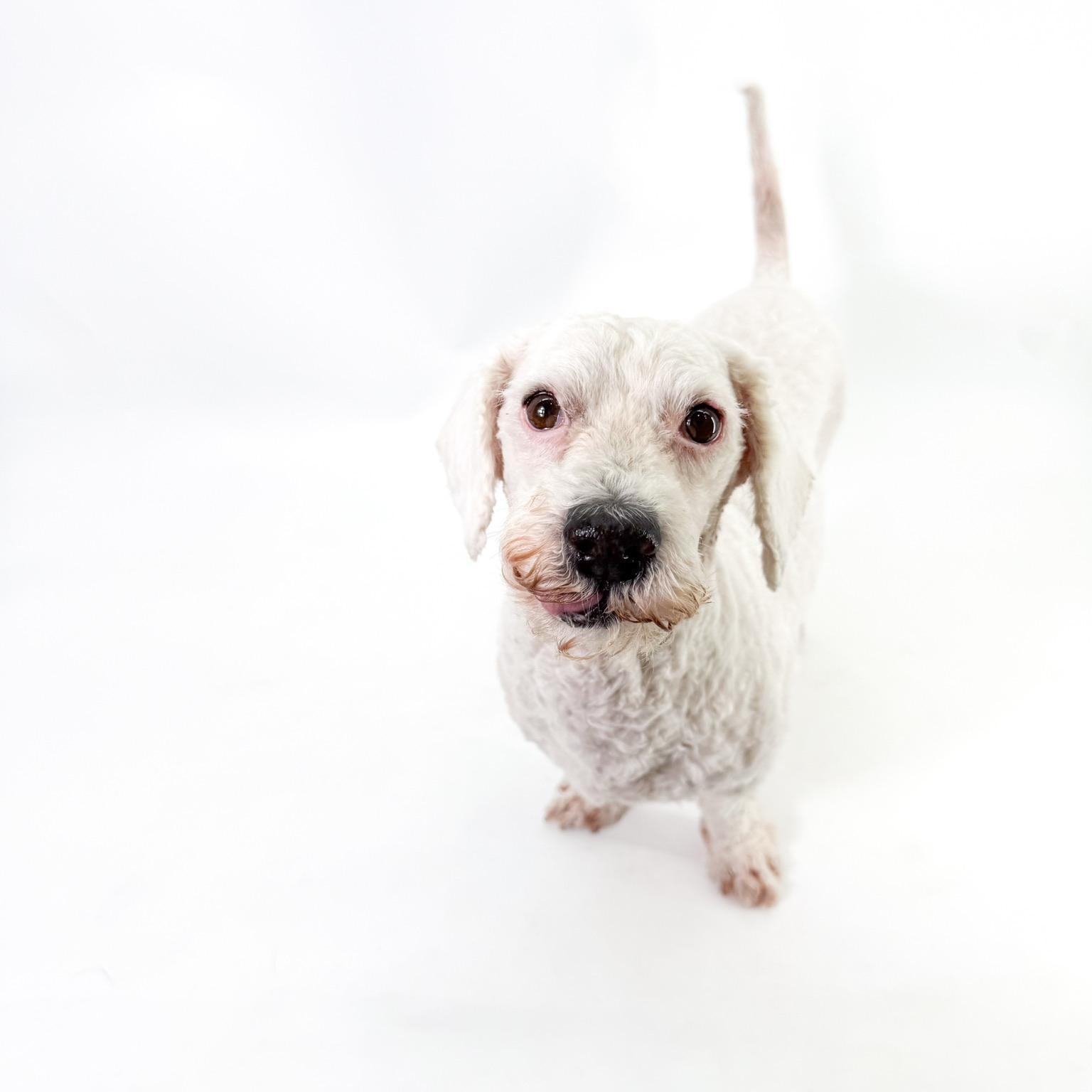 Enlarge Buddy, a Adoptable Poodle (Toy) in Scottsdale, AZ image 4/4