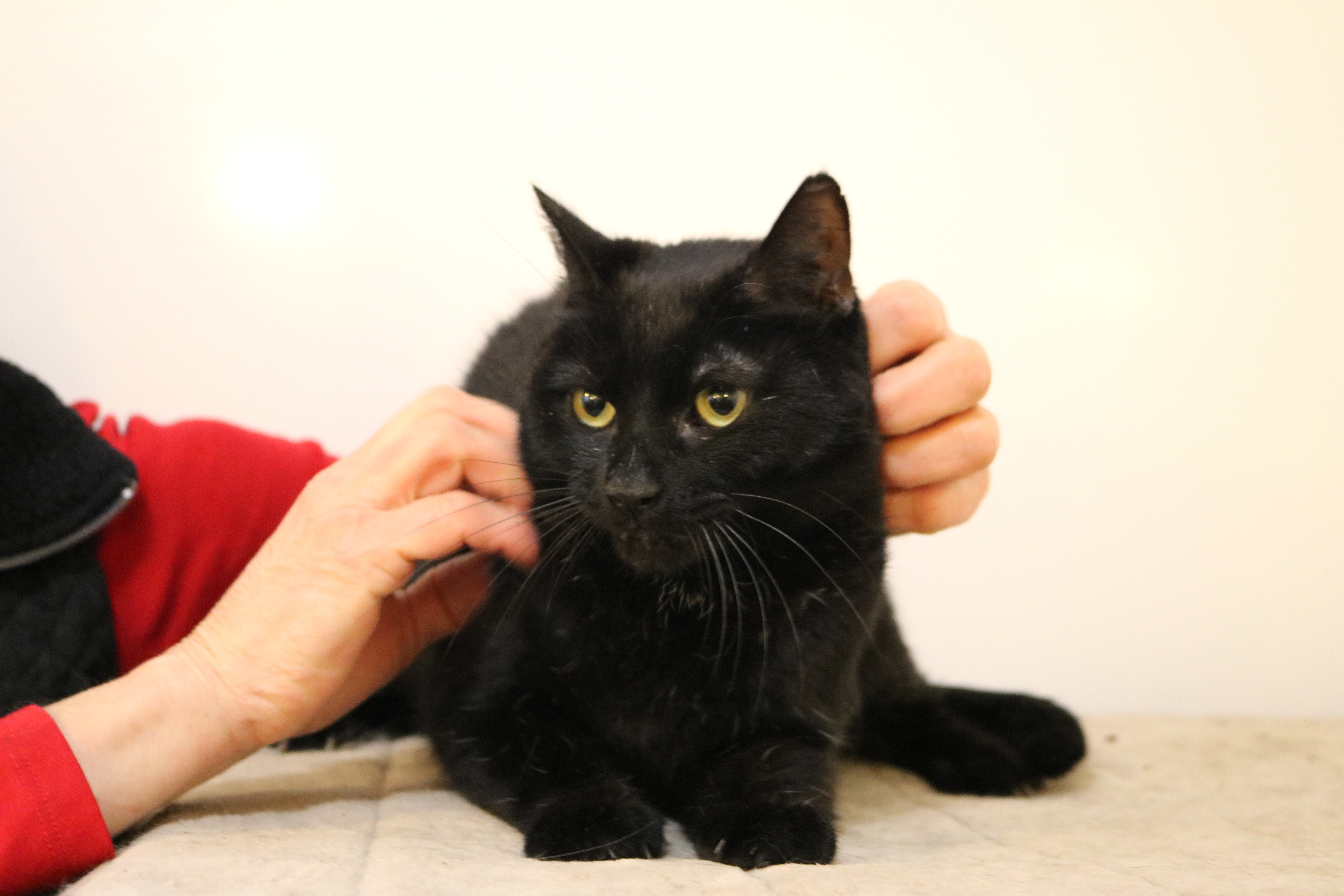 Dracul, a Adoptable Domestic Short Hair in Manchester, MI image 1/2