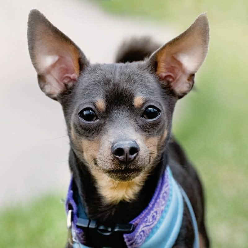 Enlarge Jake & Finn, a ADOPTABLE mixed breed in Boulder, CO image 6/6