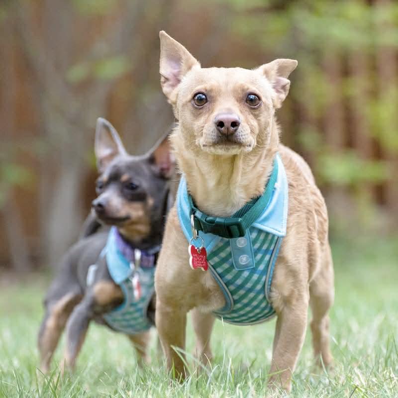 Enlarge Jake & Finn, a ADOPTABLE mixed breed in Boulder, CO image 5/6