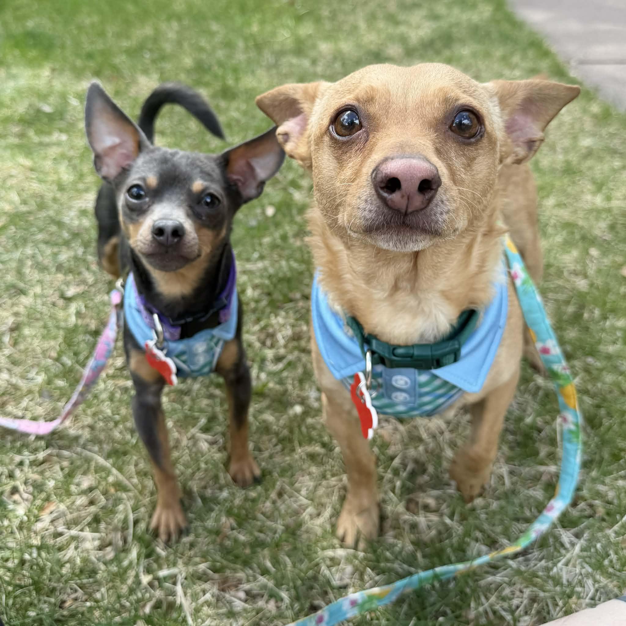 Enlarge Jake & Finn, a ADOPTABLE mixed breed in Boulder, CO image 3/6