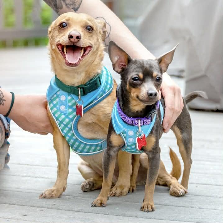 Enlarge Jake & Finn, a ADOPTABLE mixed breed in Boulder, CO image 1/6