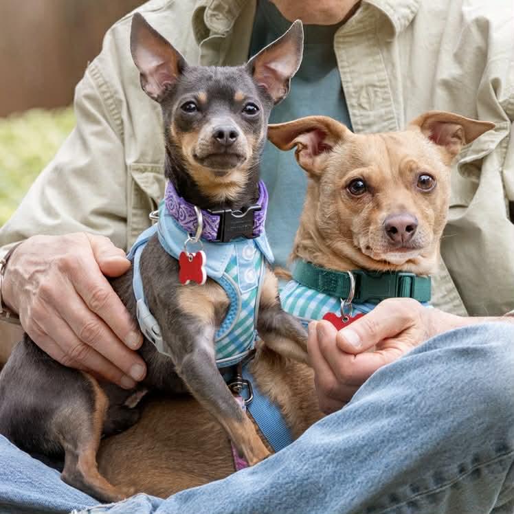 Enlarge Jake & Finn, a ADOPTABLE mixed breed in Boulder, CO image 2/6
