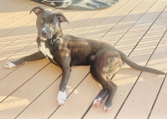 Enlarge Clover, a Adoptable mixed breed in Clinton, CT image 2/3