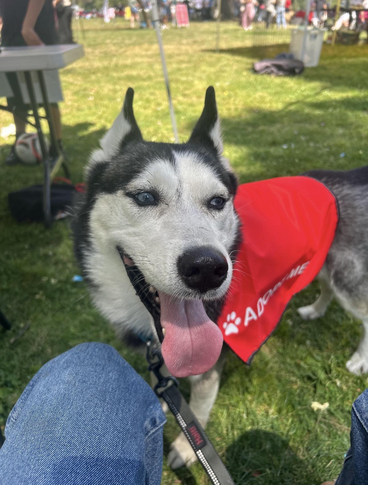 Enlarge Benji, a Adoptable Husky in Seattle, WA image 6/6