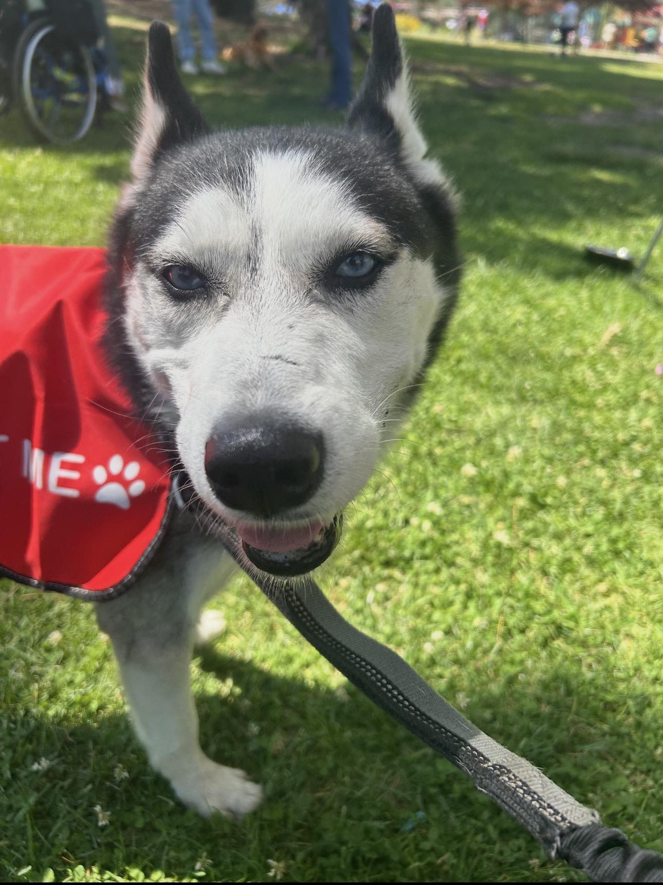 Enlarge Benji, a Adoptable Husky in Seattle, WA image 5/6