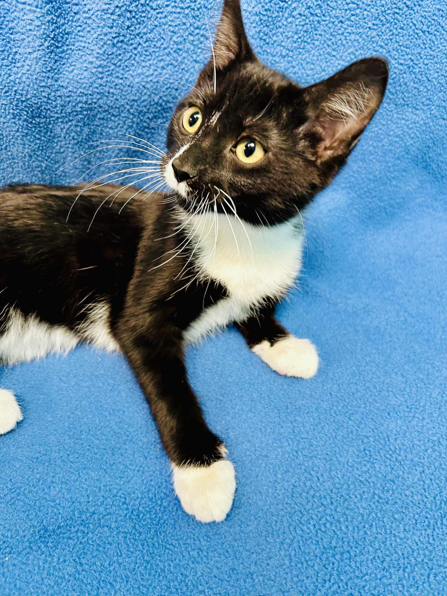 Enlarge Amryn, a ADOPTABLE Domestic Short Hair in Alexandria, MN image 3/3