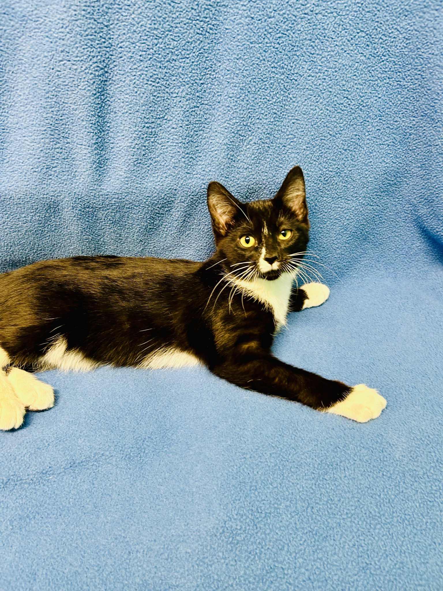 Enlarge Amryn, a ADOPTABLE Domestic Short Hair in Alexandria, MN image 2/3