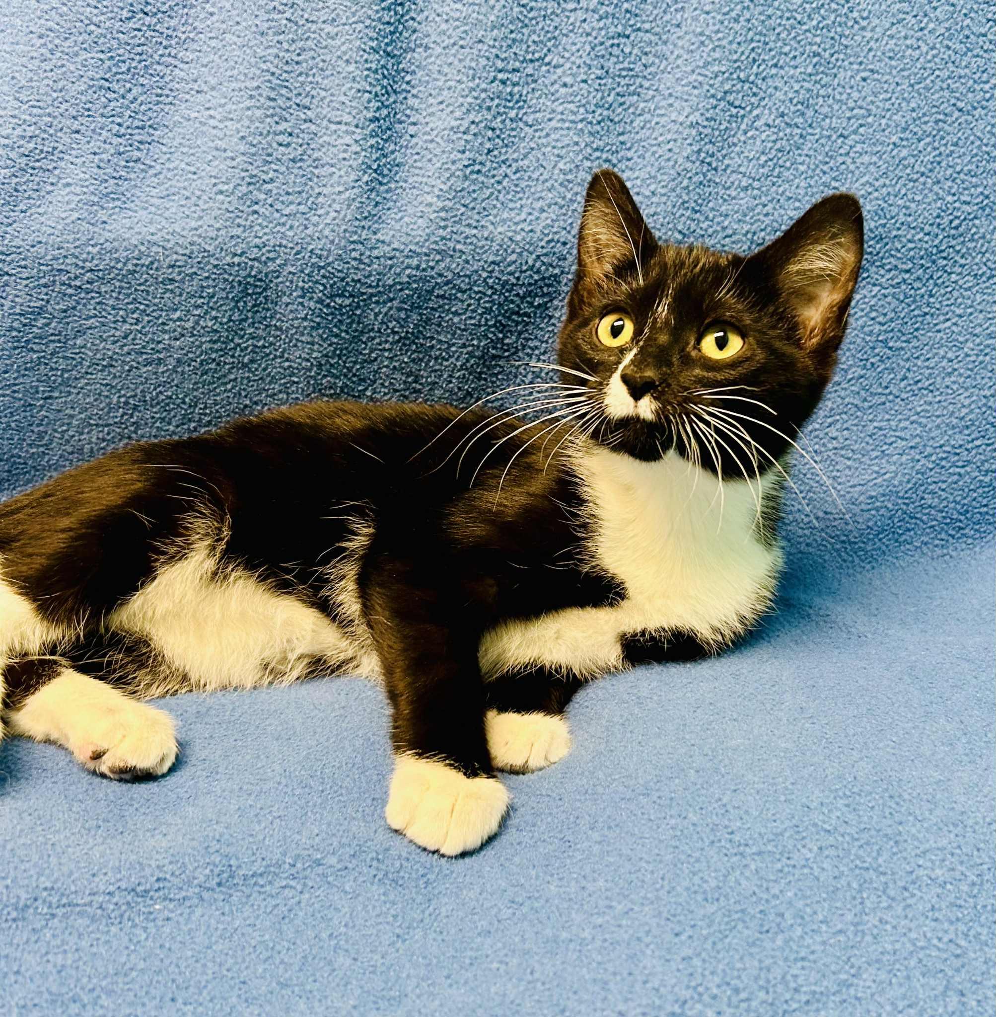 Amryn, ADOPTABLE, Young Female Domestic Short Hair.