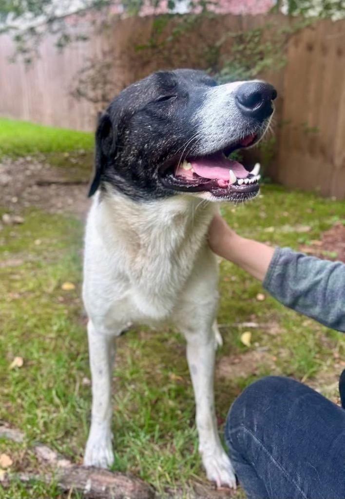 Susie, Adoptable, Young Female Labrador Retriever.
