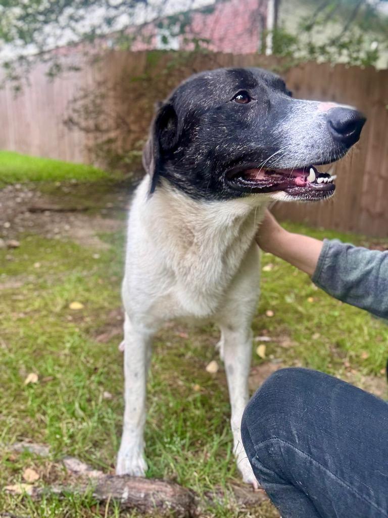 Susie, a Adoptable mixed breed in Little Rock, AR image 2/5