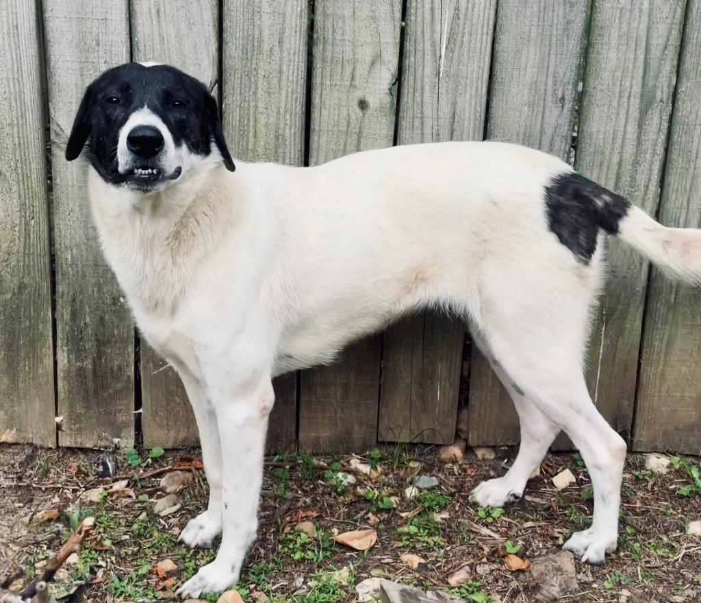 Susie, a Adoptable mixed breed in Little Rock, AR image 3/5