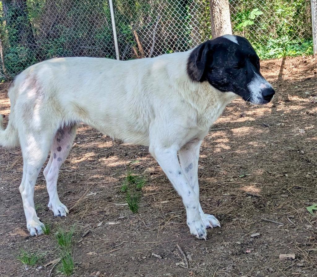 Enlarge Susie, a Adoptable mixed breed in Little Rock, AR image 1/2