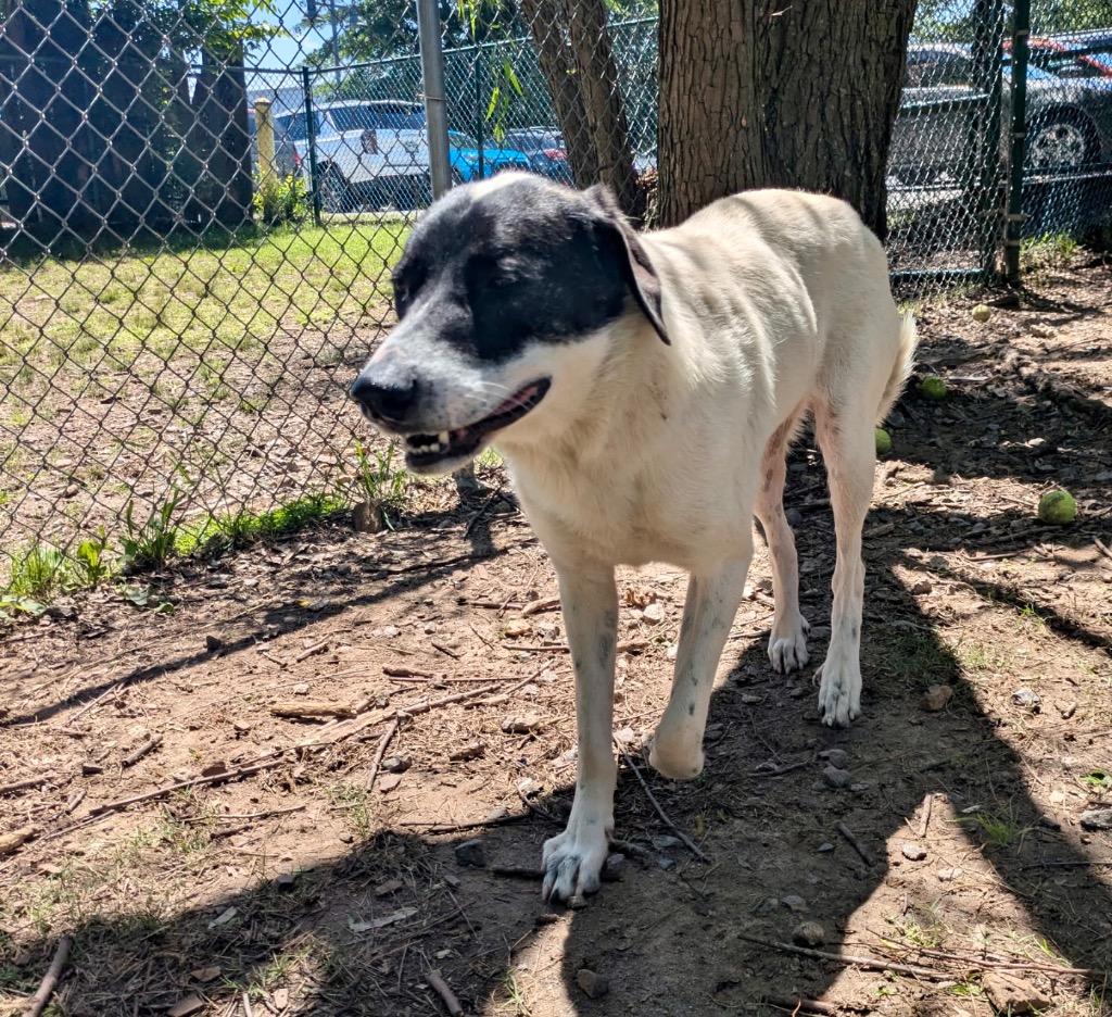 Enlarge Susie, a Adoptable mixed breed in Little Rock, AR image 2/2