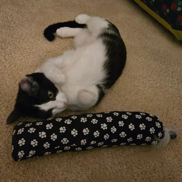 Kahlua photo 3