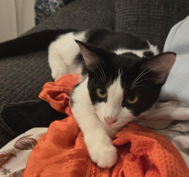 Kahlua, a Adoptable Domestic Medium Hair in Tustin, CA image 6/6