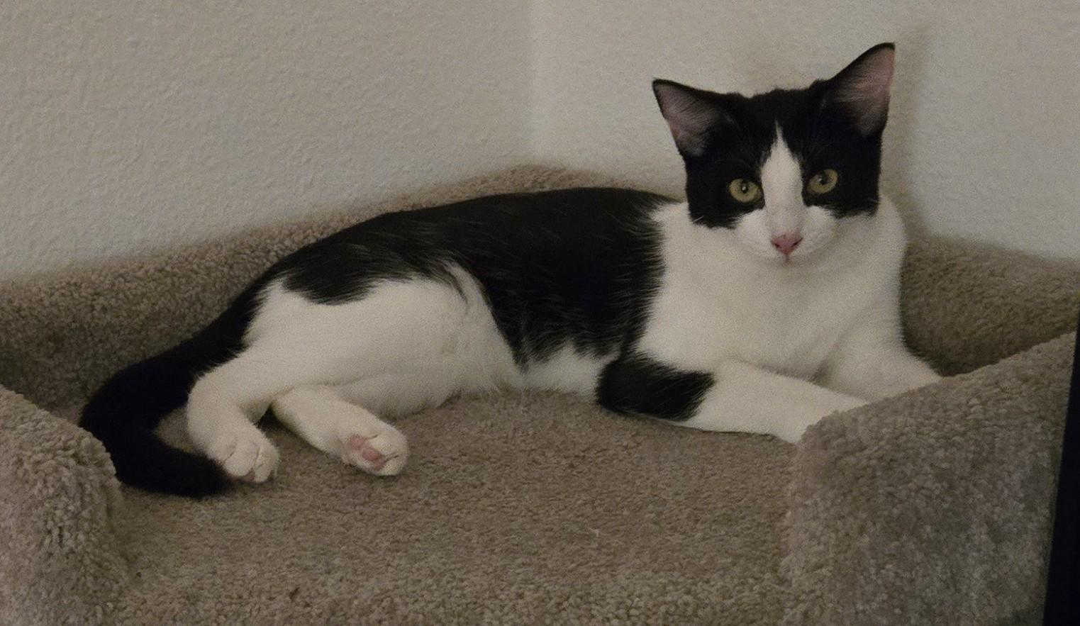 Kahlua, a Adoptable Domestic Medium Hair in Tustin, CA image 2/6