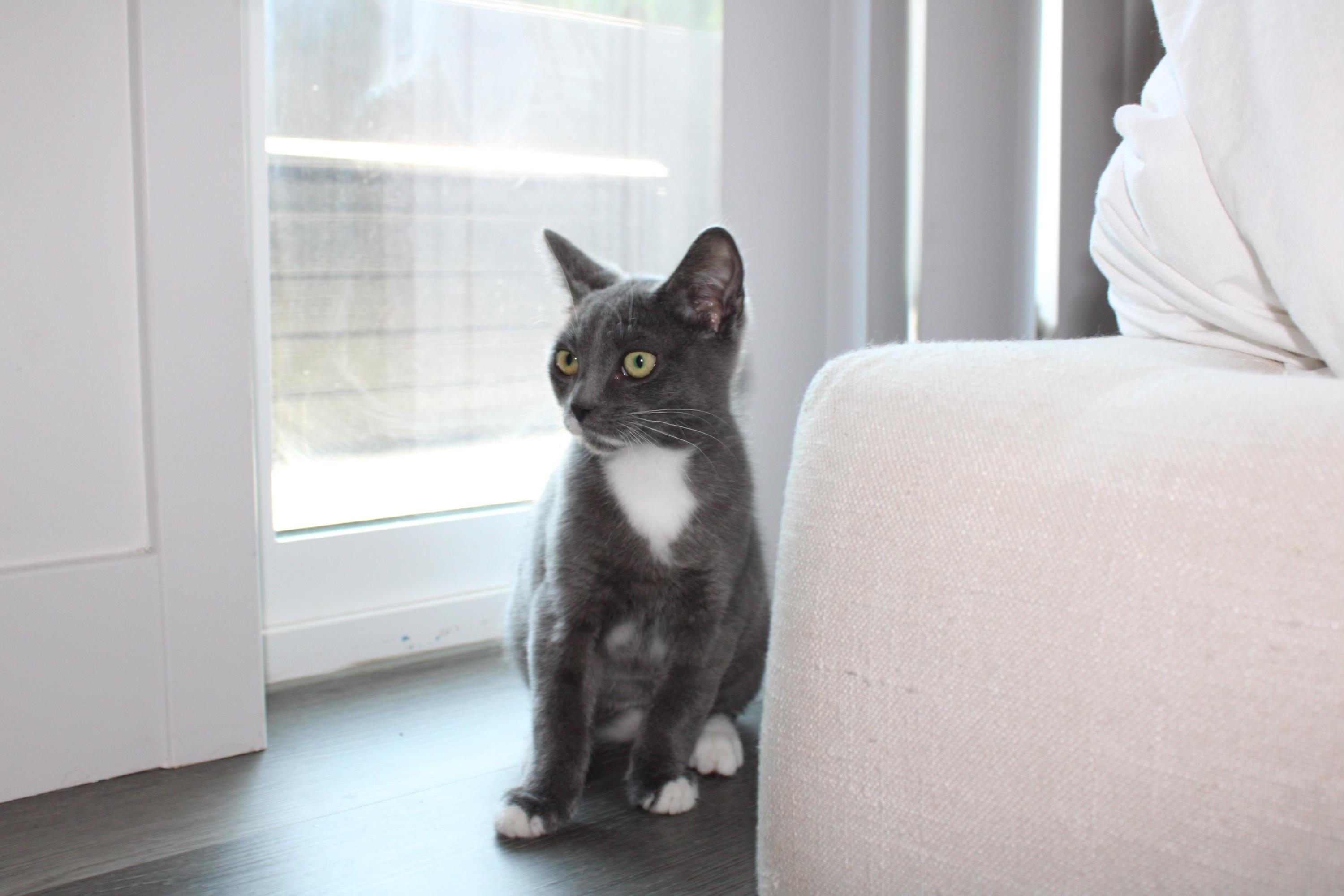 Conrad, a Adoptable Domestic Short Hair in San Diego, CA image 2/4