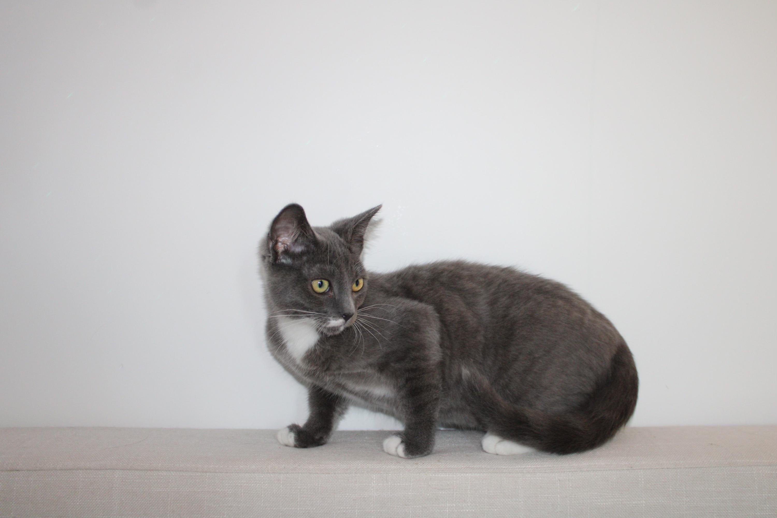 Conrad, a Adoptable Domestic Short Hair in San Diego, CA image 4/4