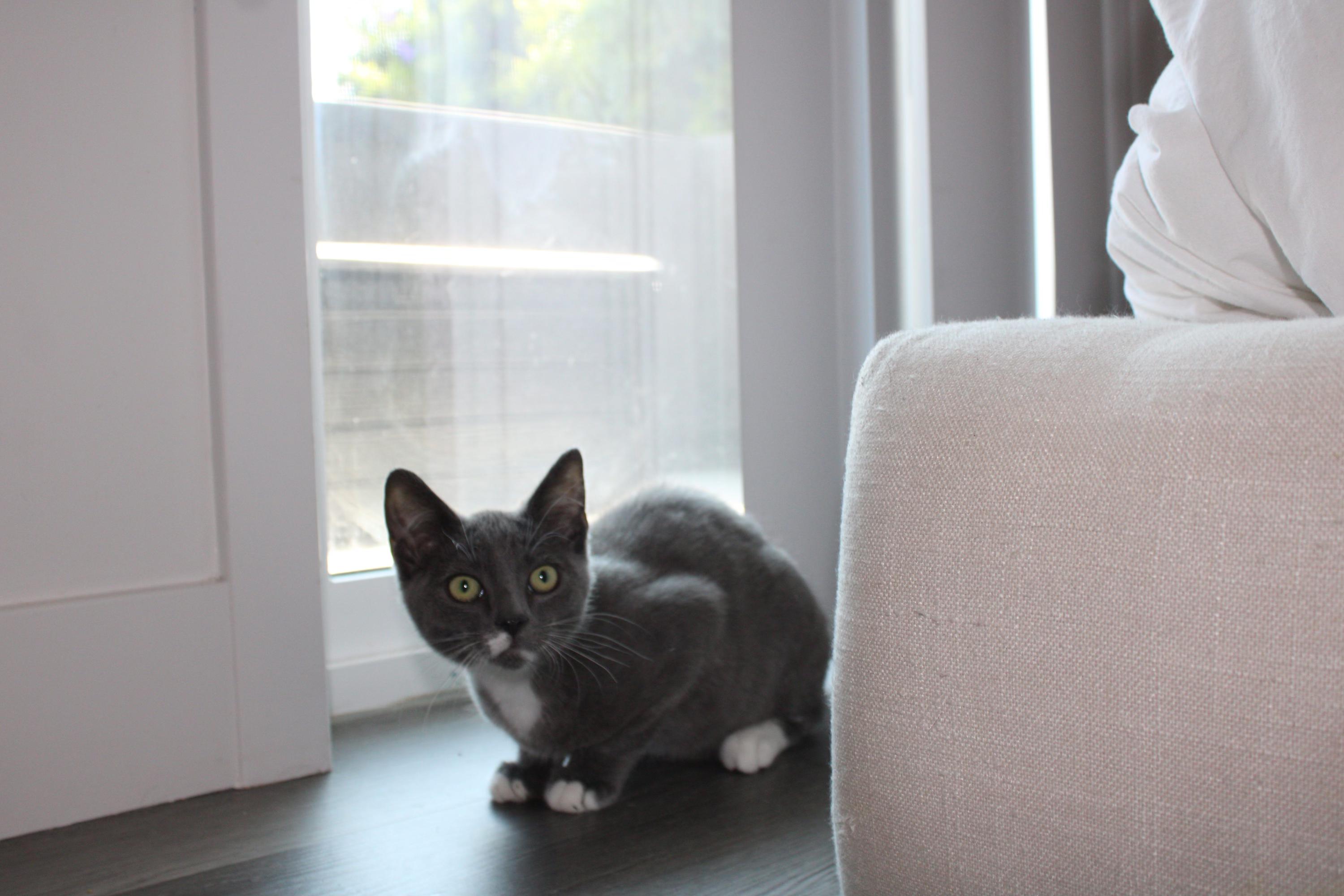 Conrad, a Adoptable Domestic Short Hair in San Diego, CA image 1/4