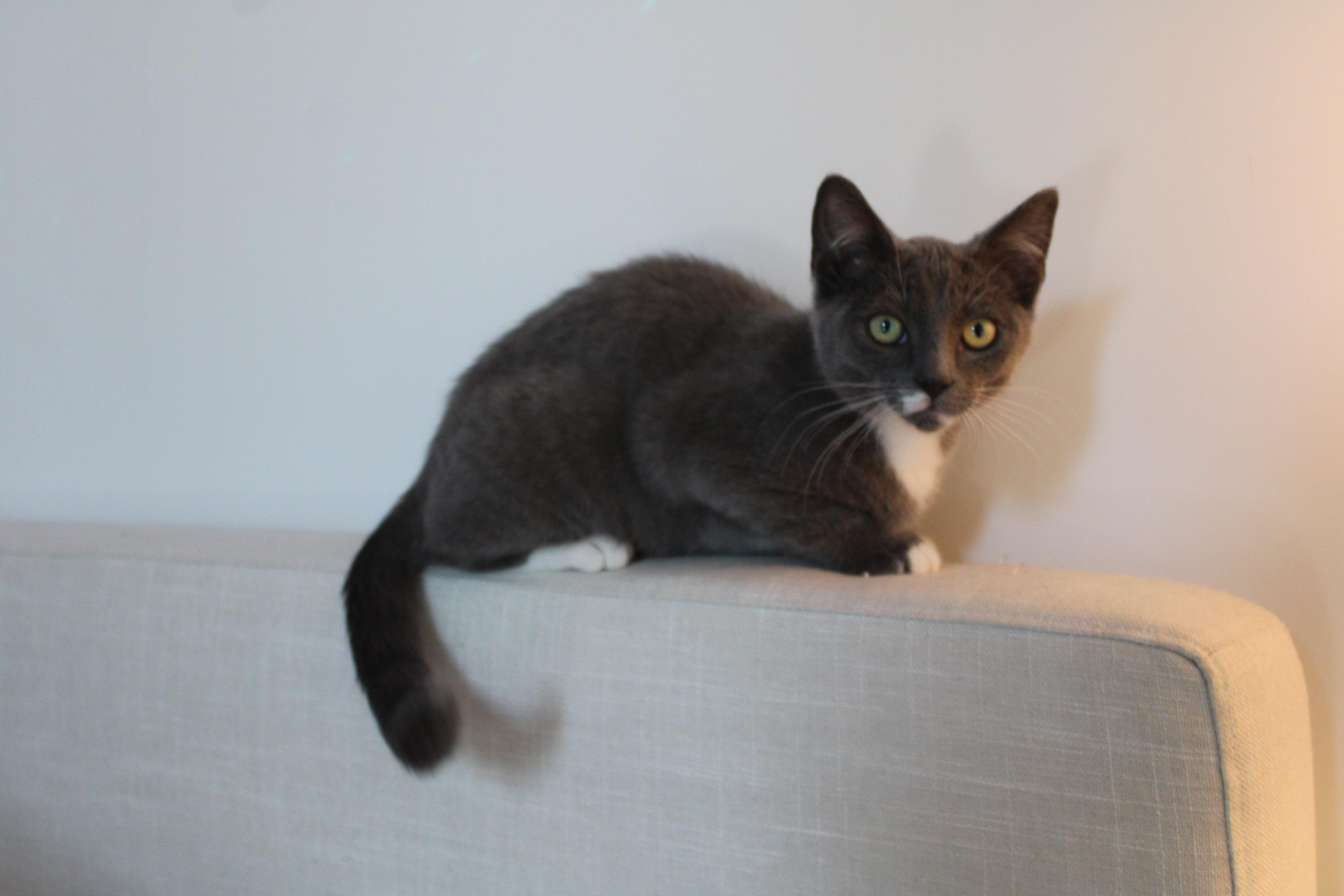 Conrad, a Adoptable Domestic Short Hair in San Diego, CA image 3/4