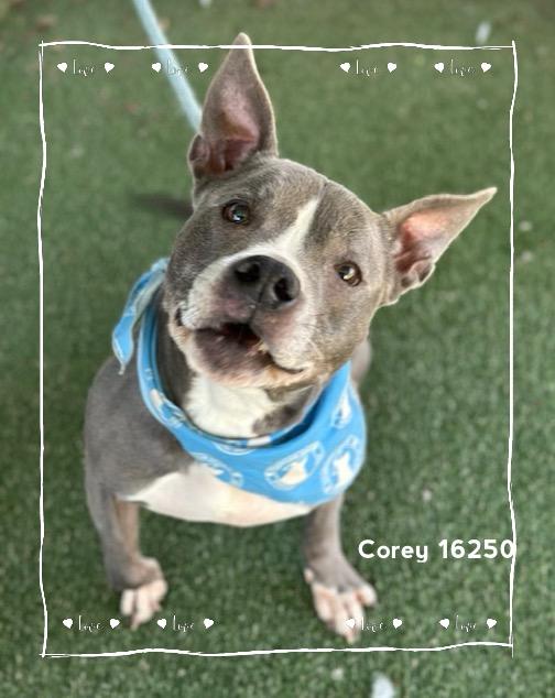 Enlarge COREY, a ADOPTABLE Pit Bull Terrier in Marietta, GA image 4/6