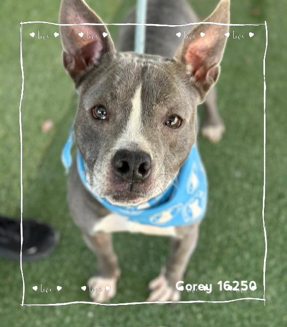Enlarge COREY, a ADOPTABLE Pit Bull Terrier in Marietta, GA image 5/6