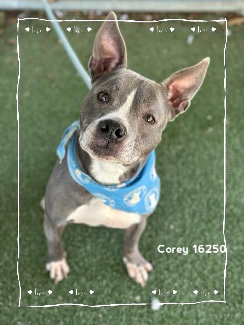 Enlarge COREY, a ADOPTABLE Pit Bull Terrier in Marietta, GA image 6/6