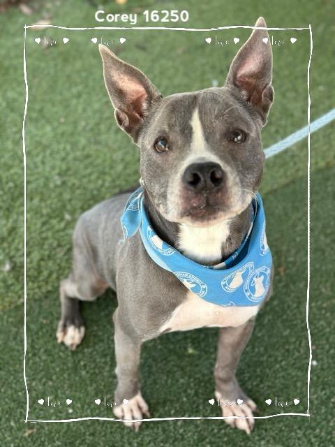 Enlarge COREY, a ADOPTABLE Pit Bull Terrier in Marietta, GA image 3/6