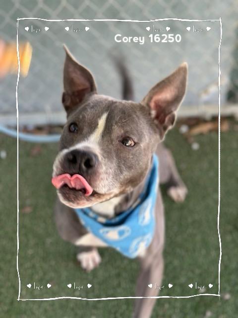 Enlarge COREY, a ADOPTABLE Pit Bull Terrier in Marietta, GA image 2/6