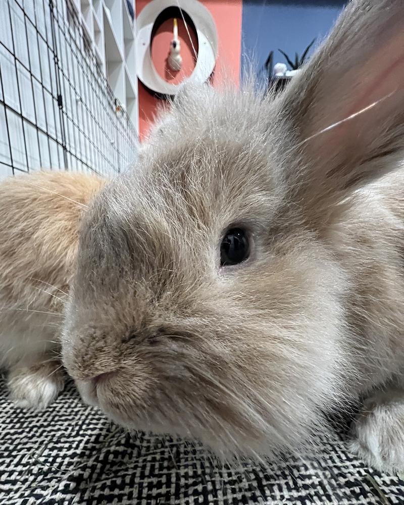 Enlarge Paste and Copy *Adoption Pending*, a Adoptable Lionhead in Houston, TX image 1/5