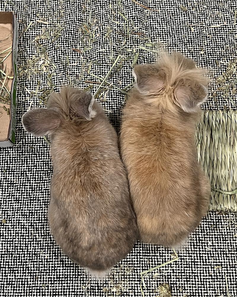 Enlarge Paste and Copy *Adoption Pending*, a Adoptable Lionhead in Houston, TX image 2/5