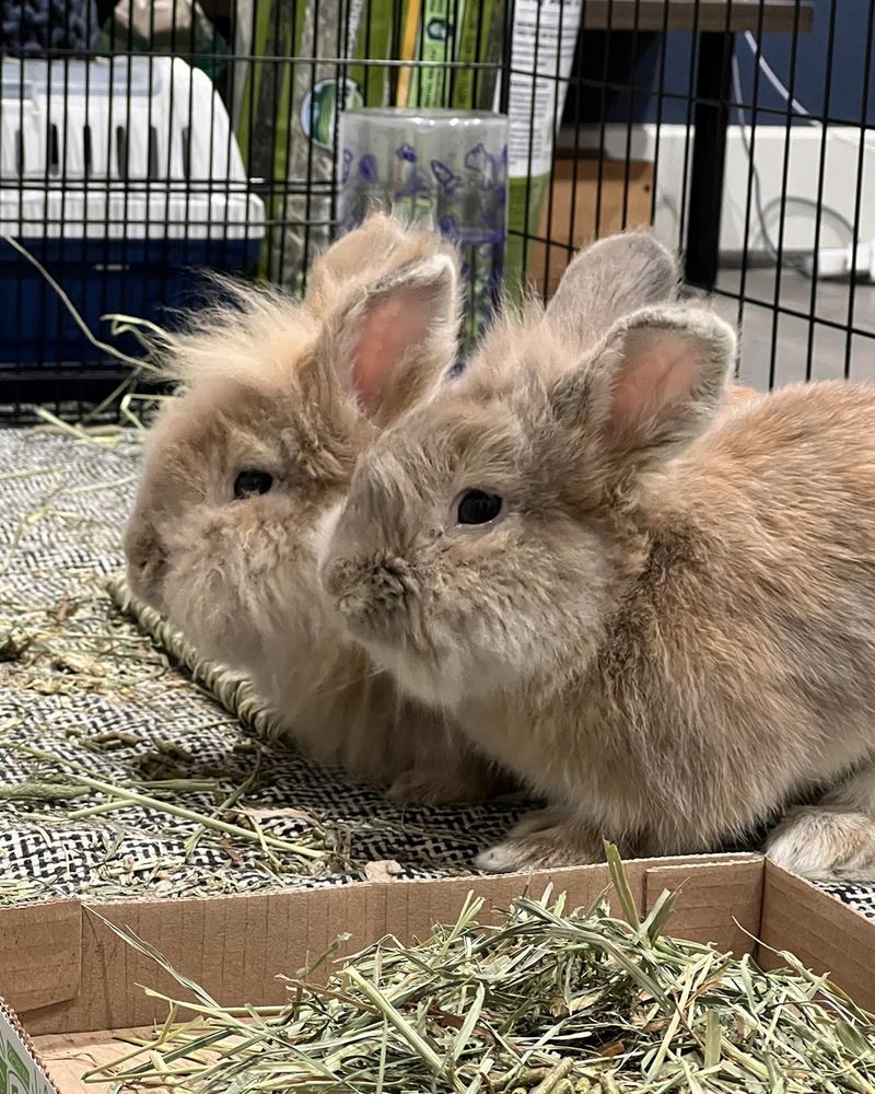 Enlarge Paste and Copy *Adoption Pending*, a Adoptable Lionhead in Houston, TX image 3/5