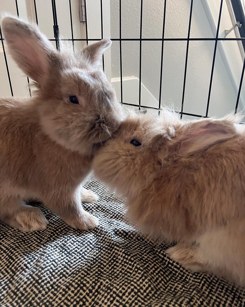 Enlarge Paste and Copy *Adoption Pending*, a Adoptable Lionhead in Houston, TX image 4/5