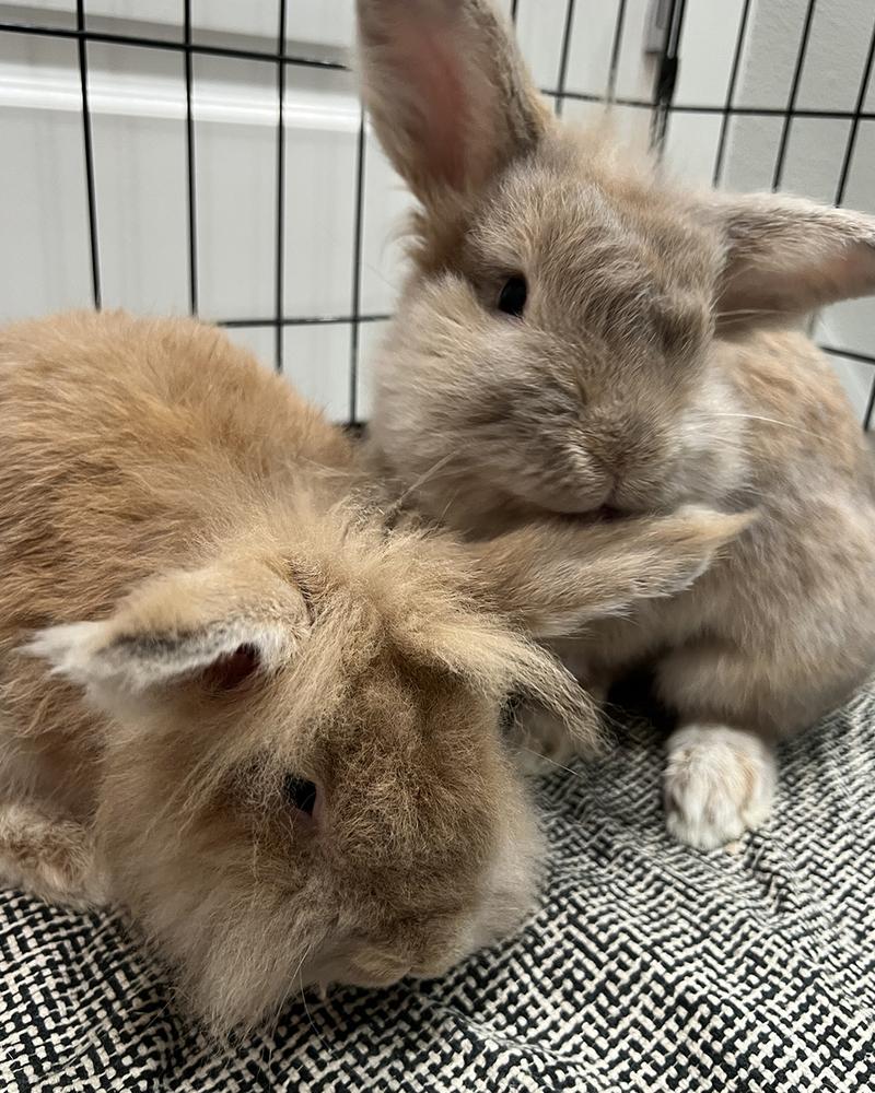 Enlarge Paste and Copy *Adoption Pending*, a Adoptable Lionhead in Houston, TX image 5/5