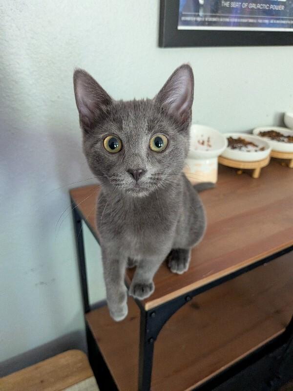 Boo, Adoptable, Young Female Domestic Short Hair.