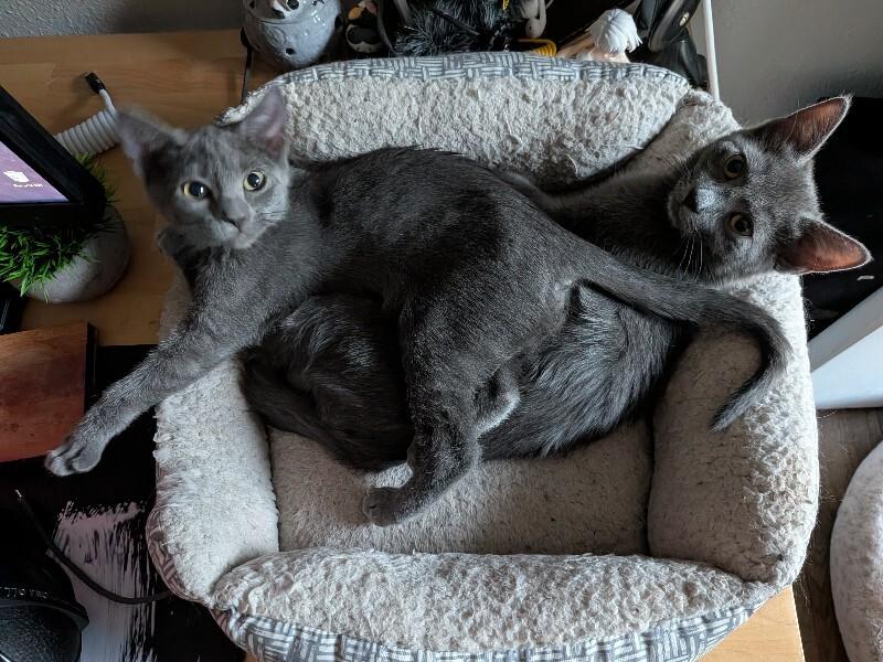 Boo, a Adoptable Domestic Short Hair in Fort Collins, CO image 4/4