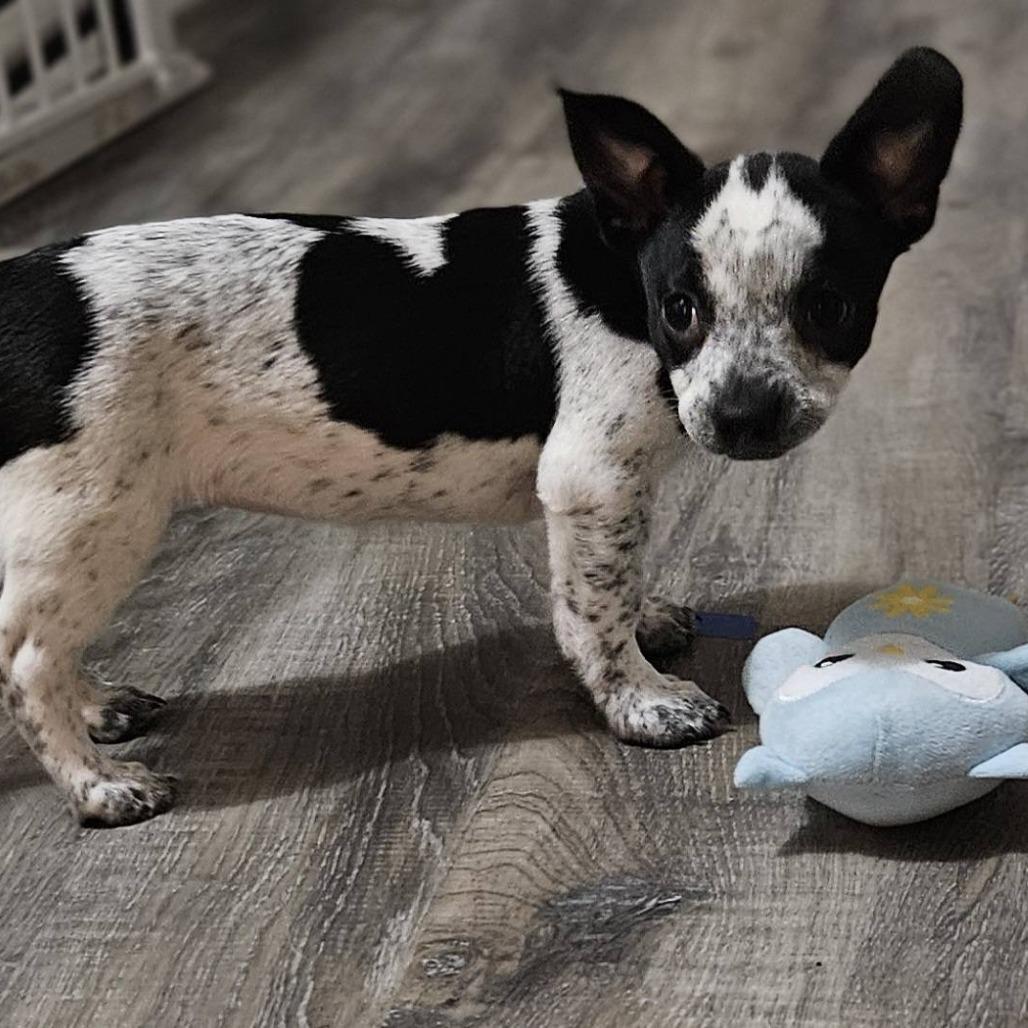 Macy, Adoptable, Puppy Female Mixed Breed.