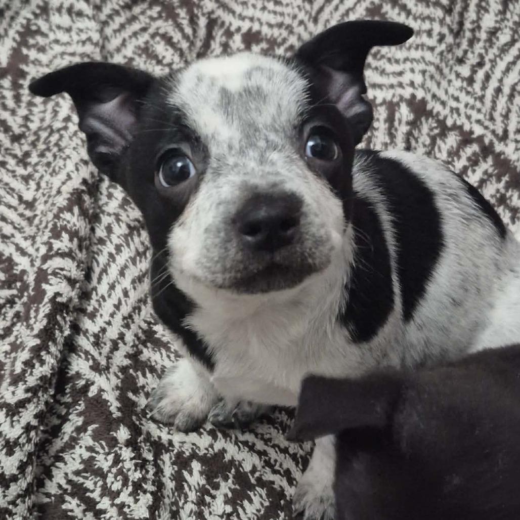 Enlarge Macy, a Adoptable Mixed Breed in Boone, IA image 2/2
