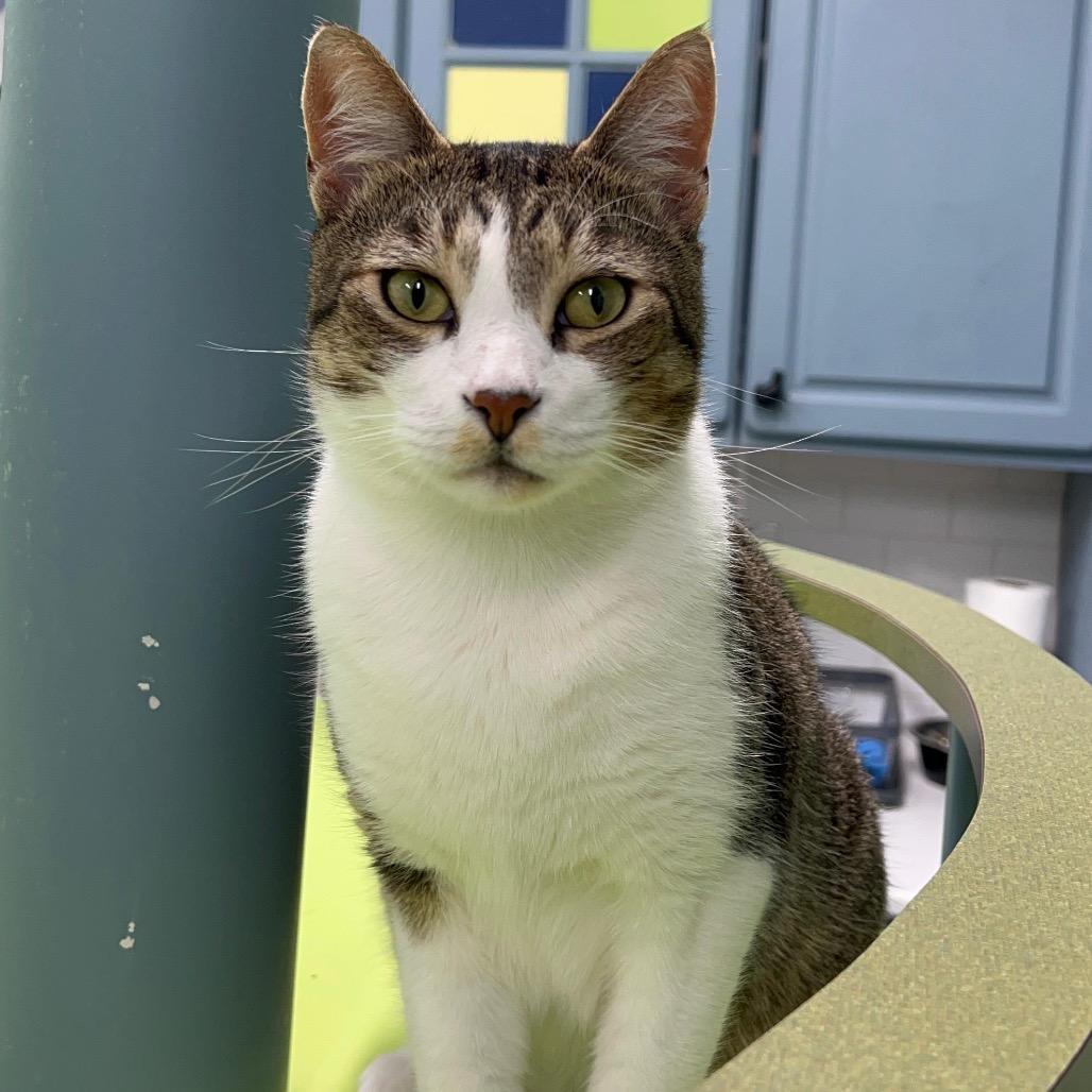Huey, Adoptable, Adult Male Domestic Short Hair.