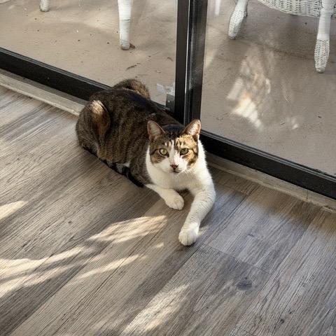 Enlarge Huey, a Adoptable Domestic Short Hair in Lauderhill, FL image 5/6