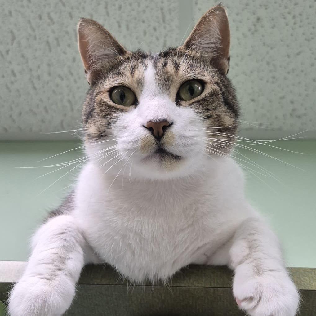 Enlarge Huey, a Adoptable Domestic Short Hair in Lauderhill, FL image 2/6