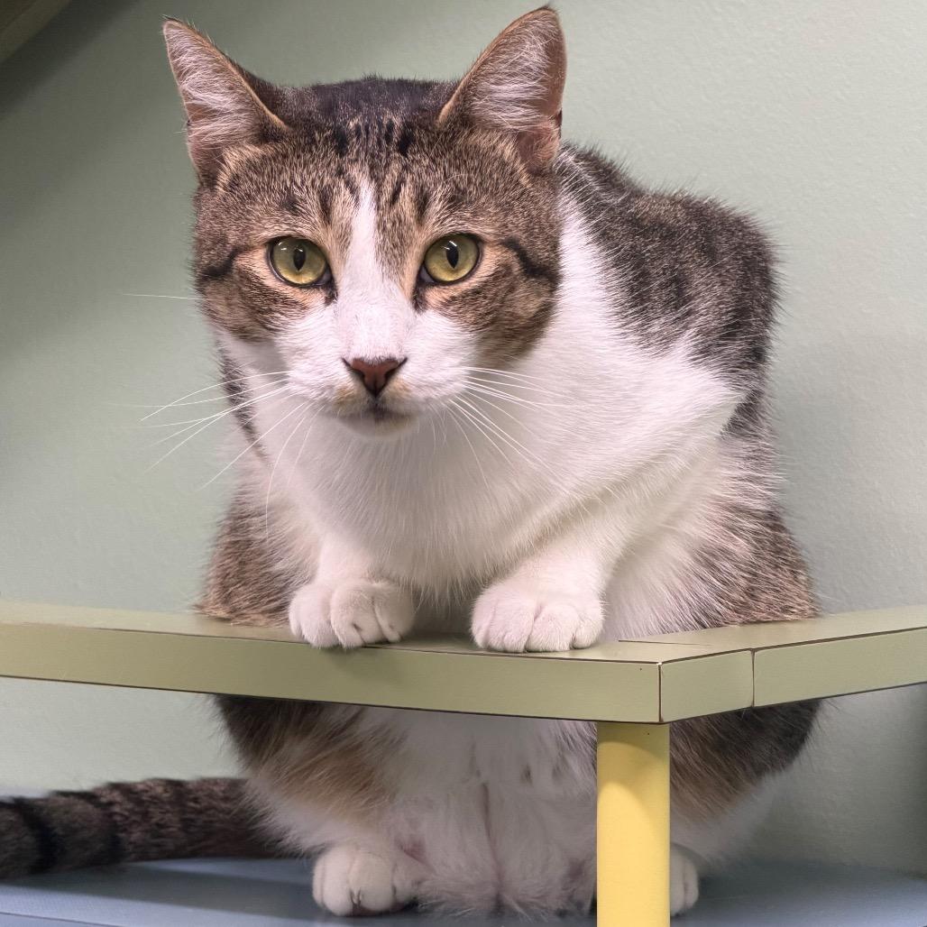 Enlarge Huey, a Adoptable Domestic Short Hair in Lauderhill, FL image 3/6