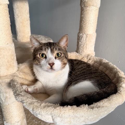 Enlarge Huey, a Adoptable Domestic Short Hair in Lauderhill, FL image 6/6