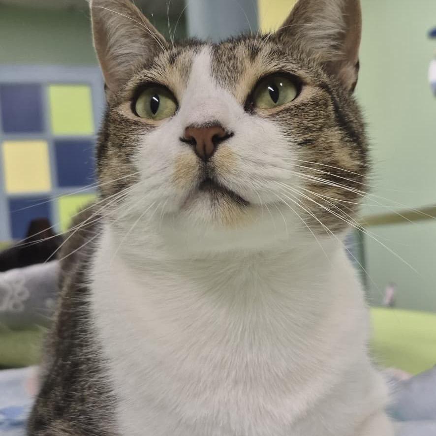 Enlarge Huey, a Adoptable Domestic Short Hair in Lauderhill, FL image 4/6