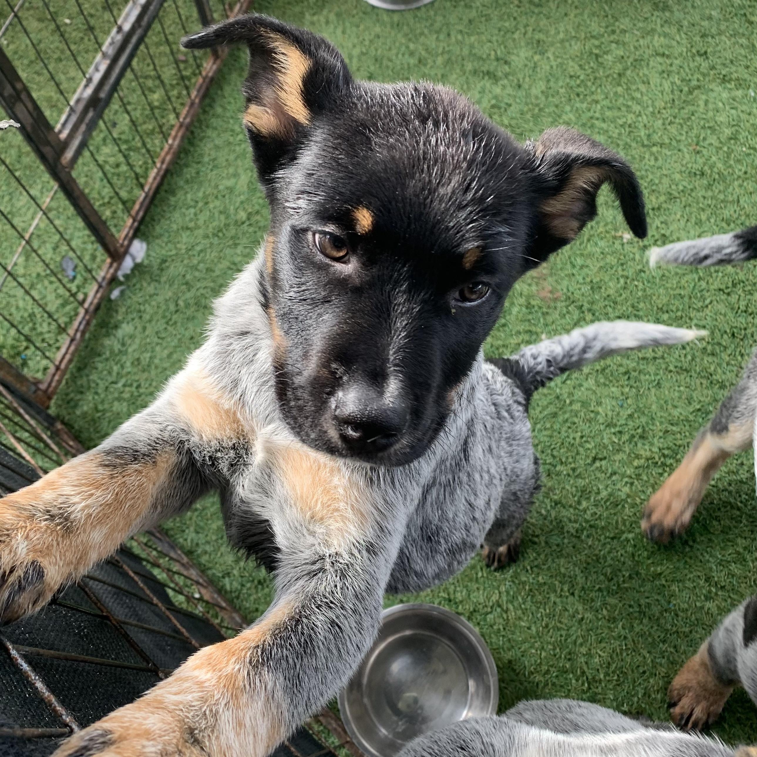 Butch Cassidy, ADOPTABLE, Puppy Male Cattle Dog.